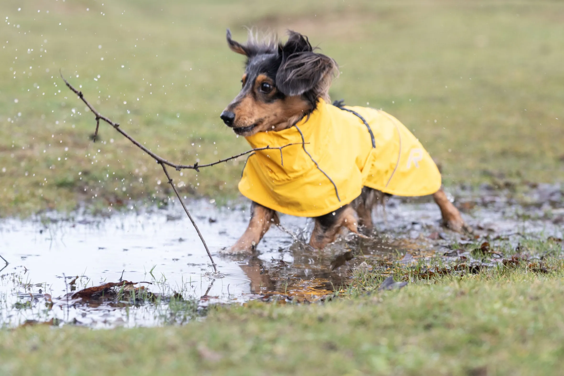 Rukka Pets Hayton x raincoat