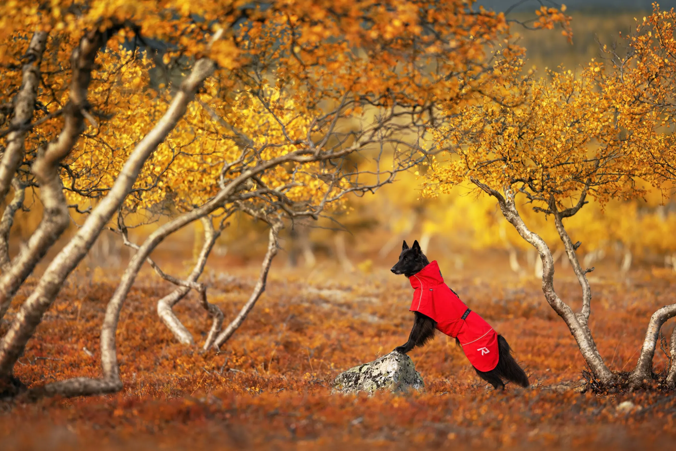 Rukka Pets Hayton x raincoat