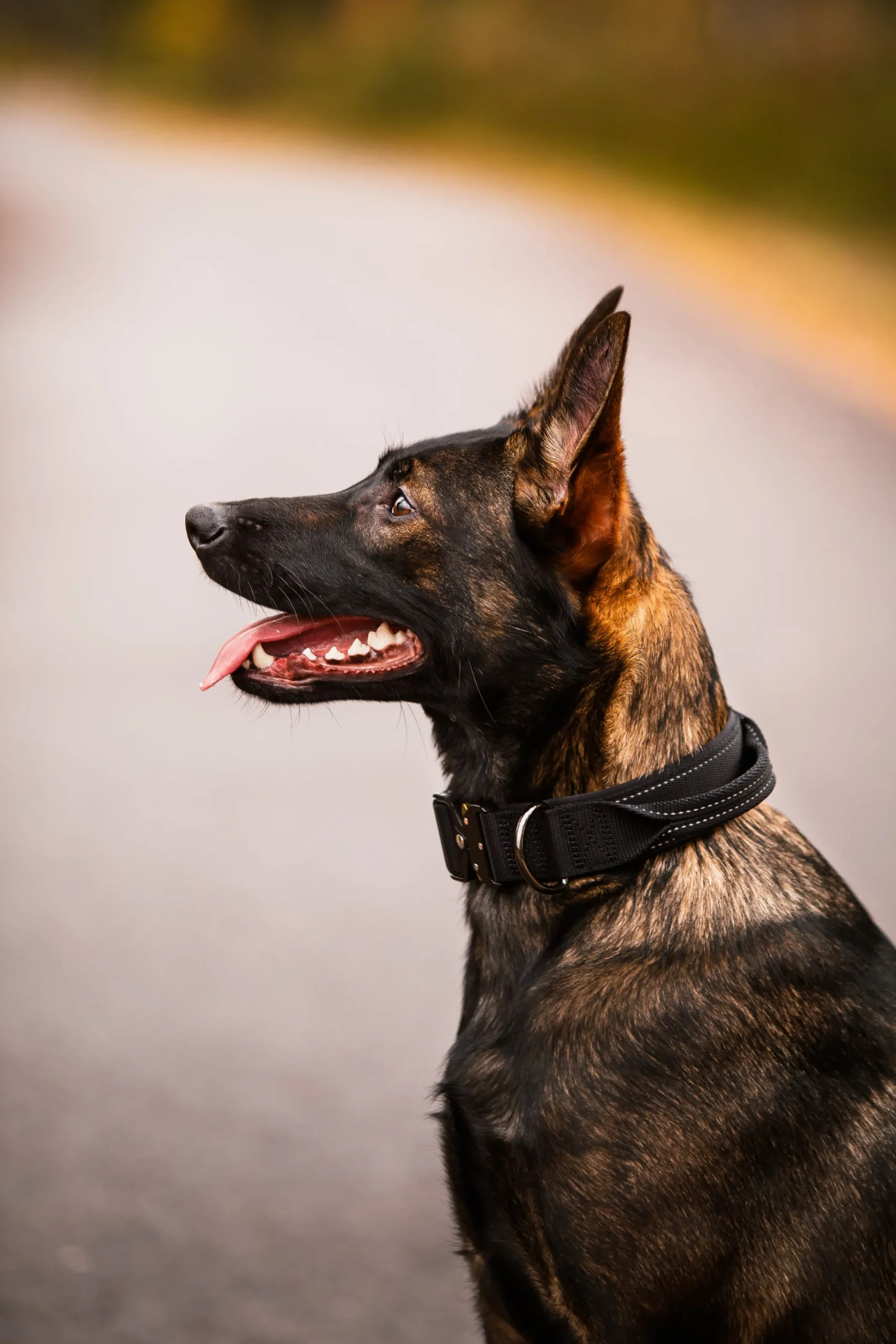 Rukka Pets Mission collar