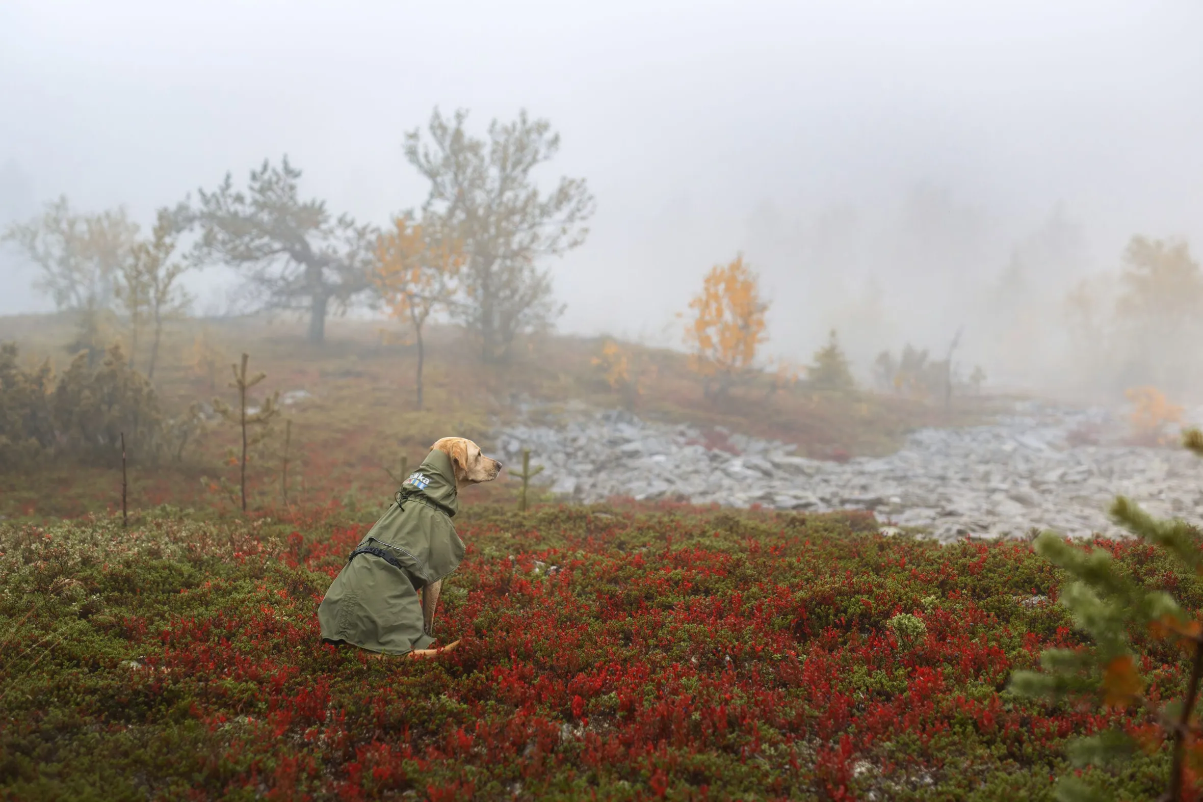 Rukka Pets Ripple Raincoat