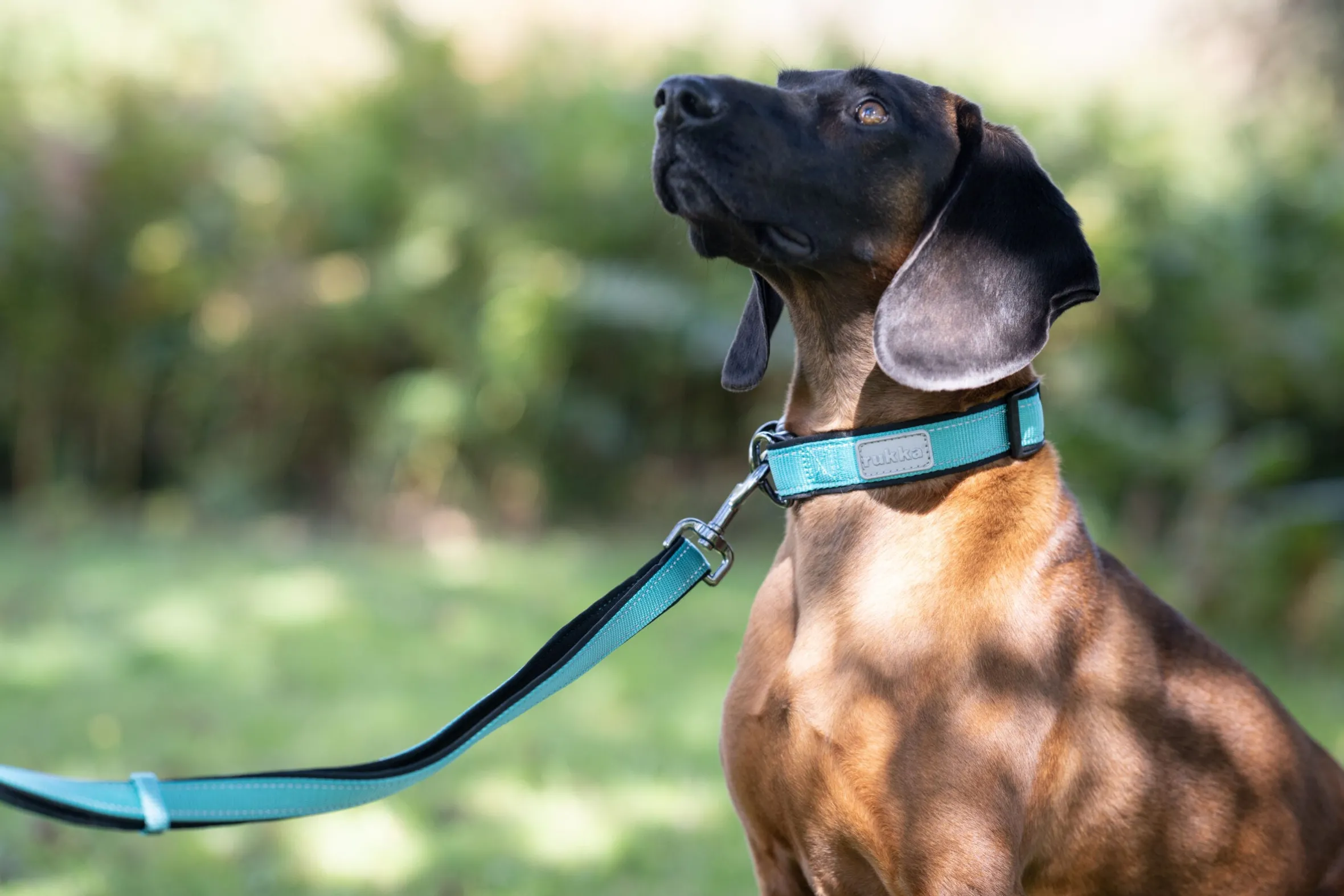 Rukka Pets Solid collar