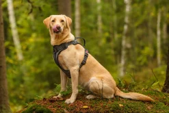Rukka Pets Star harness
