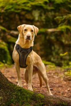 Rukka Pets Star harness