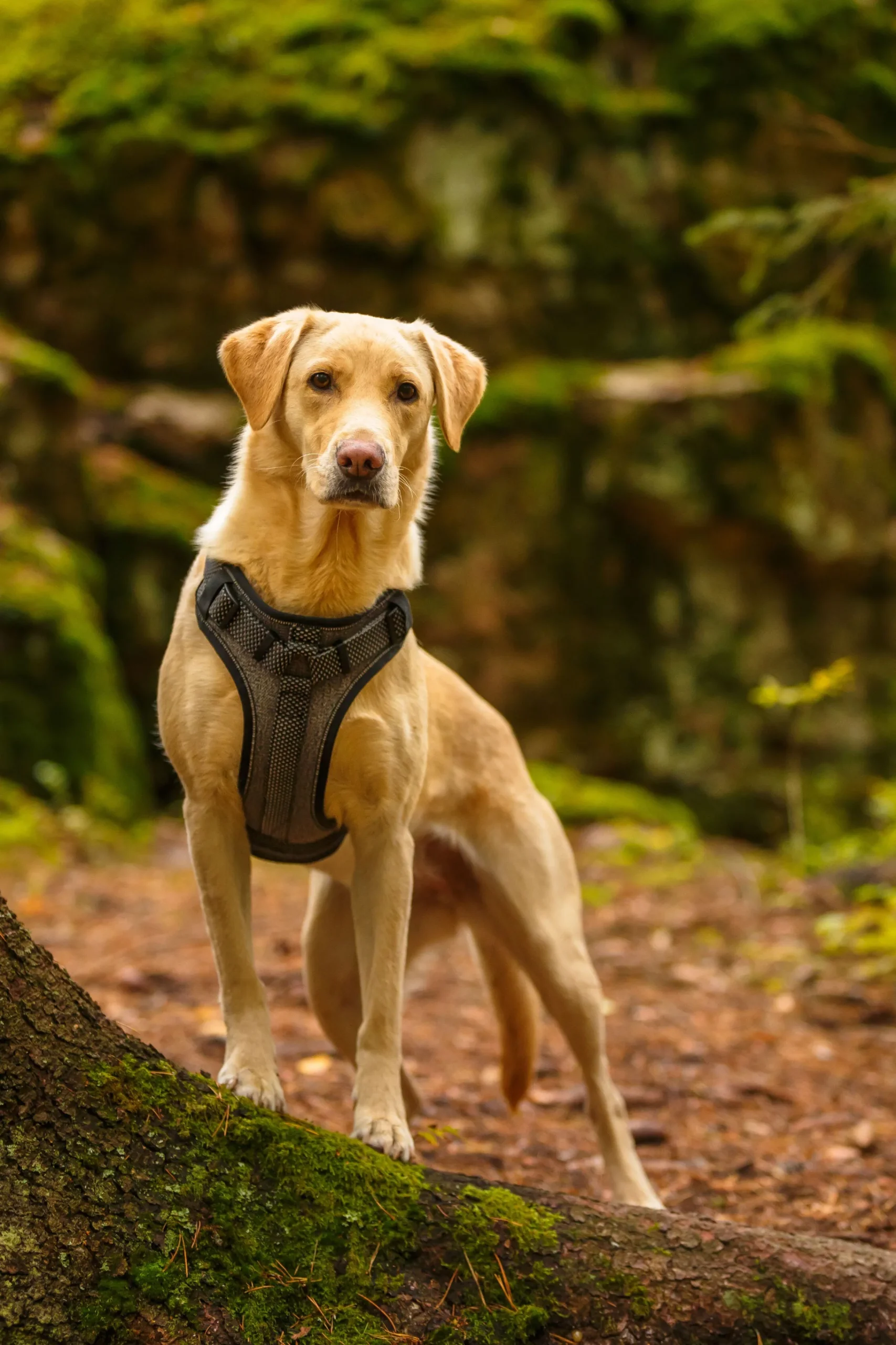 Rukka Pets Star harness