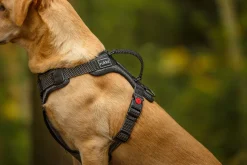 Rukka Pets Star harness