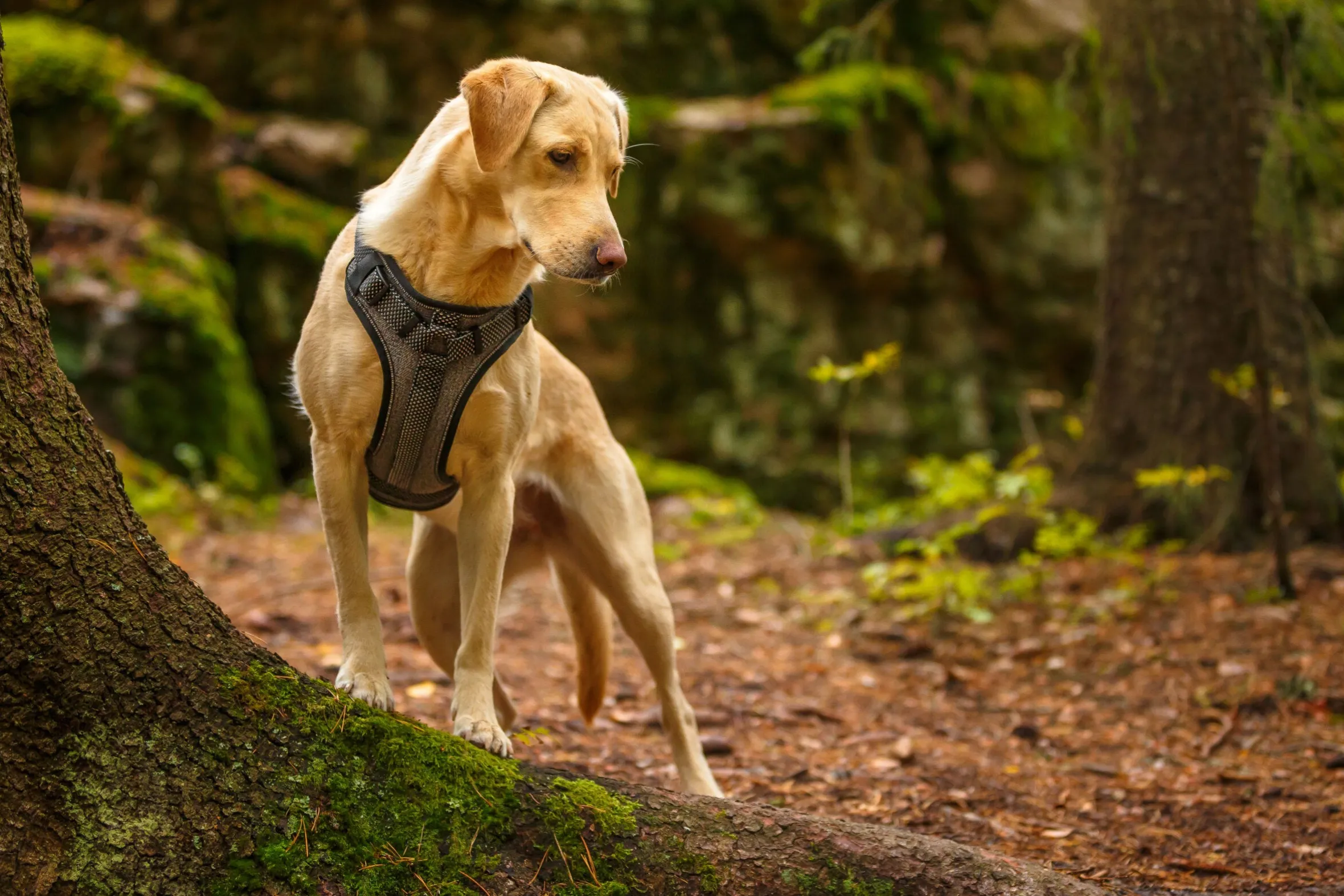 Rukka Pets Star harness
