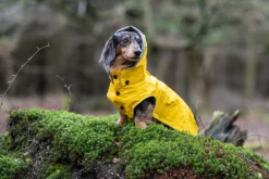 Rukka Pets Stream raincoat