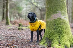 Rukka Pets Stream raincoat