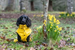 Rukka Pets Stream raincoat