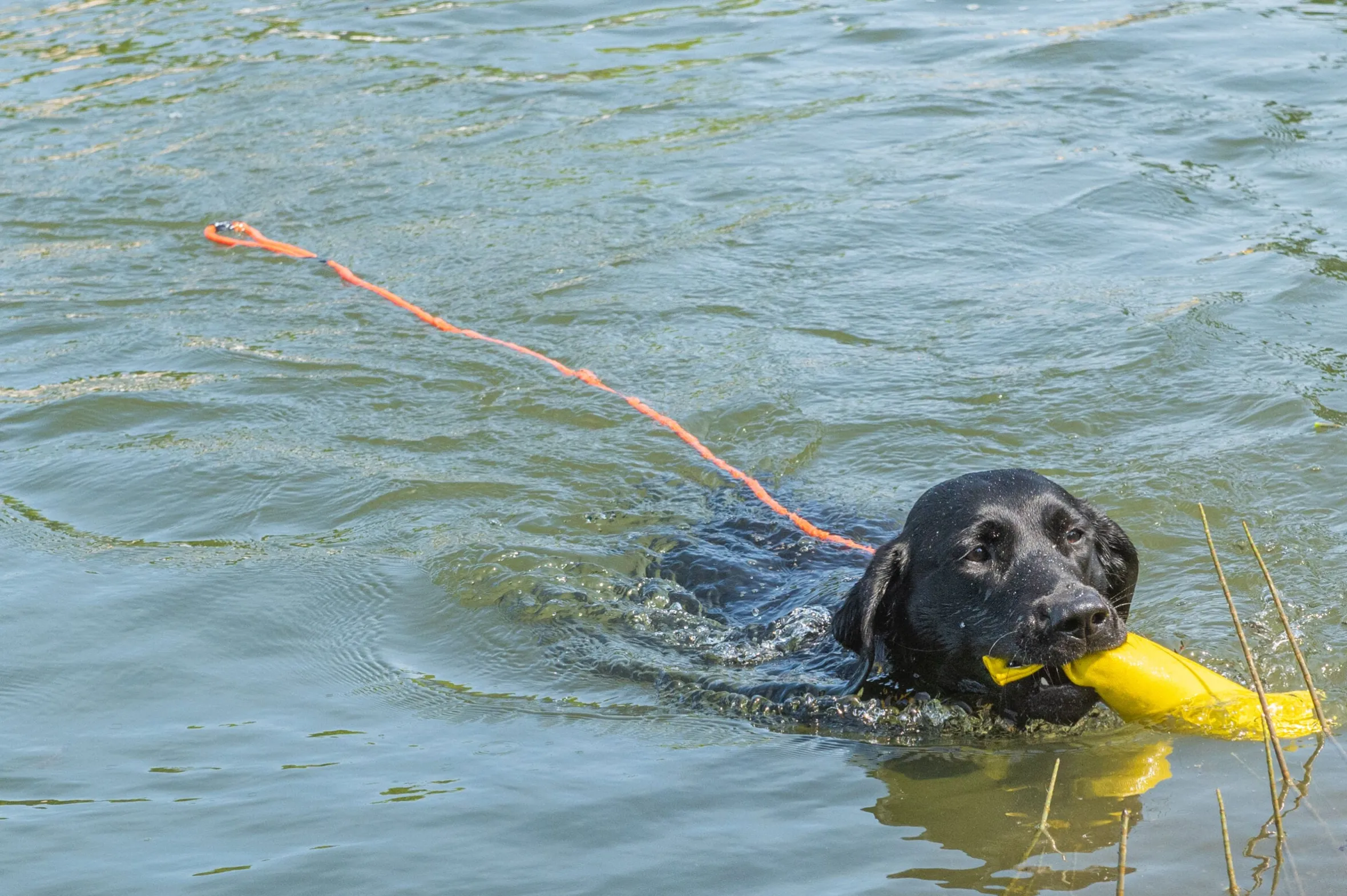 Rukka Pets Swim leash