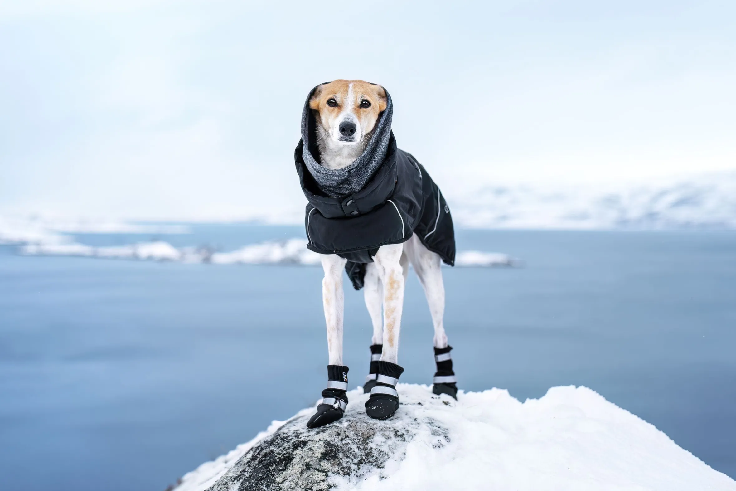 Rukka Pets Thermal winter shoes 4 pcs