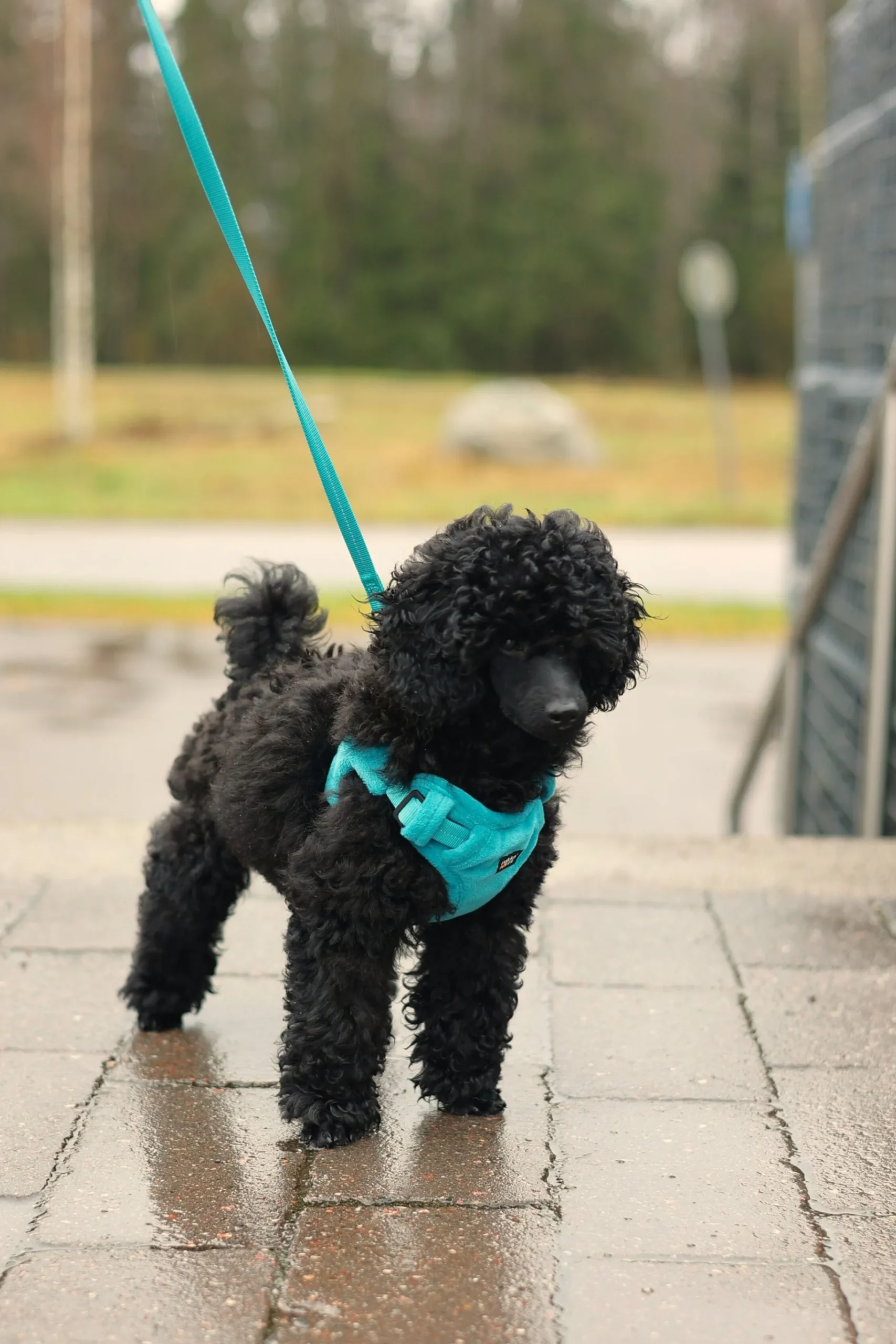 Rukka Pets Tiny Harness