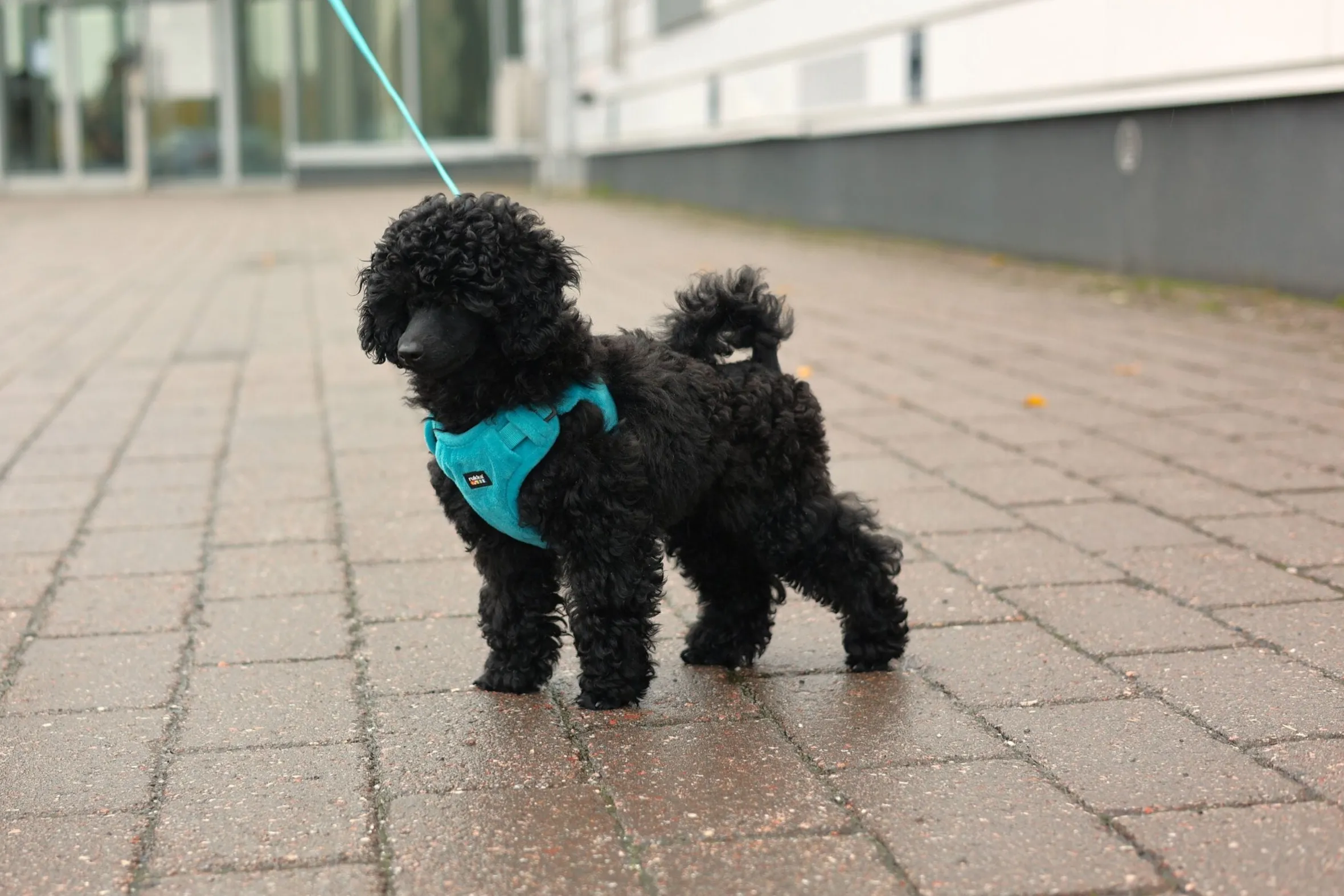 Rukka Pets Tiny Harness