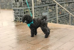 Rukka Pets Tiny Harness