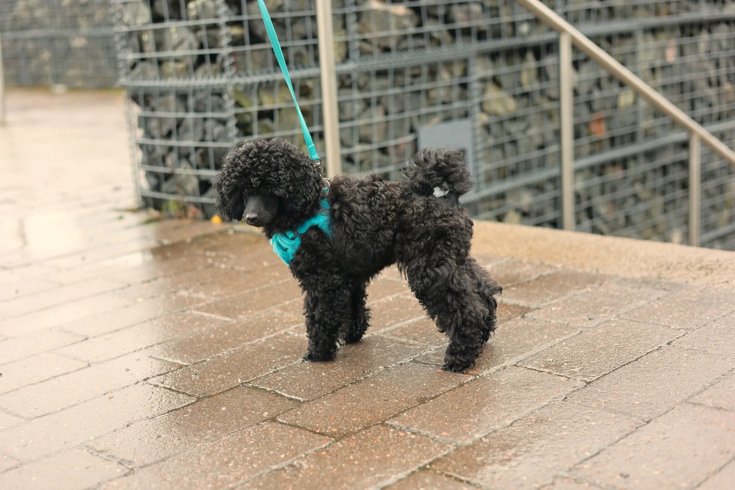 Rukka Pets Tiny Harness