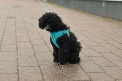 Rukka Pets Tiny Harness