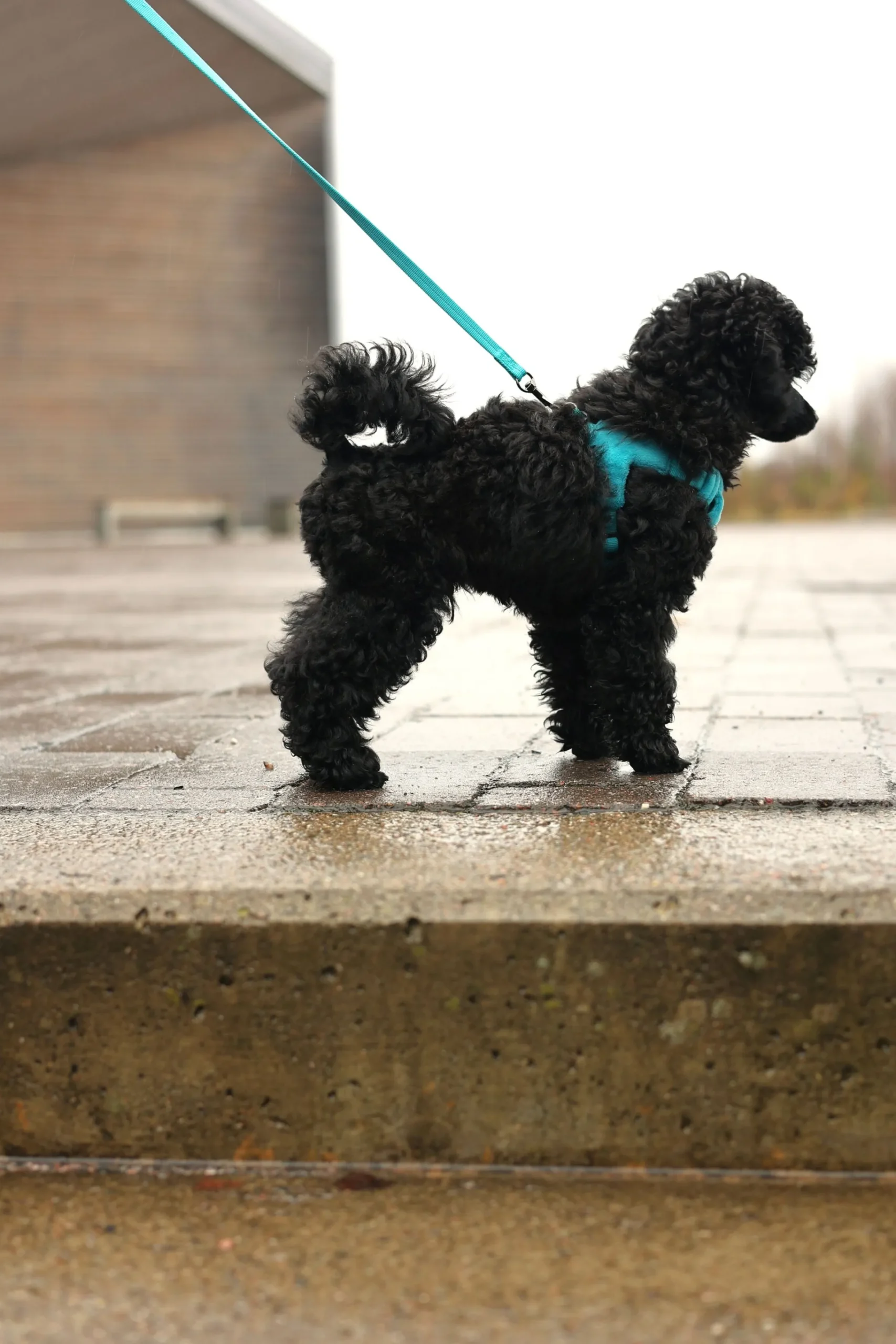 Rukka Pets Tiny Harness