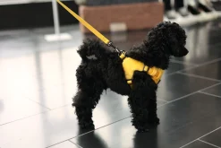 Rukka Pets Tiny Harness