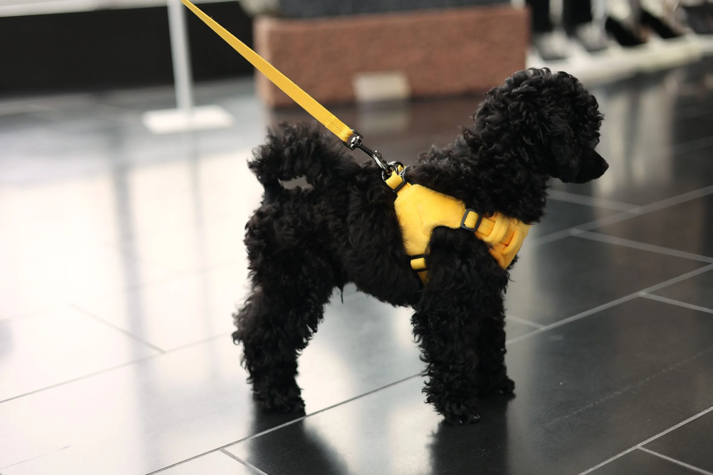 Rukka Pets Tiny Harness
