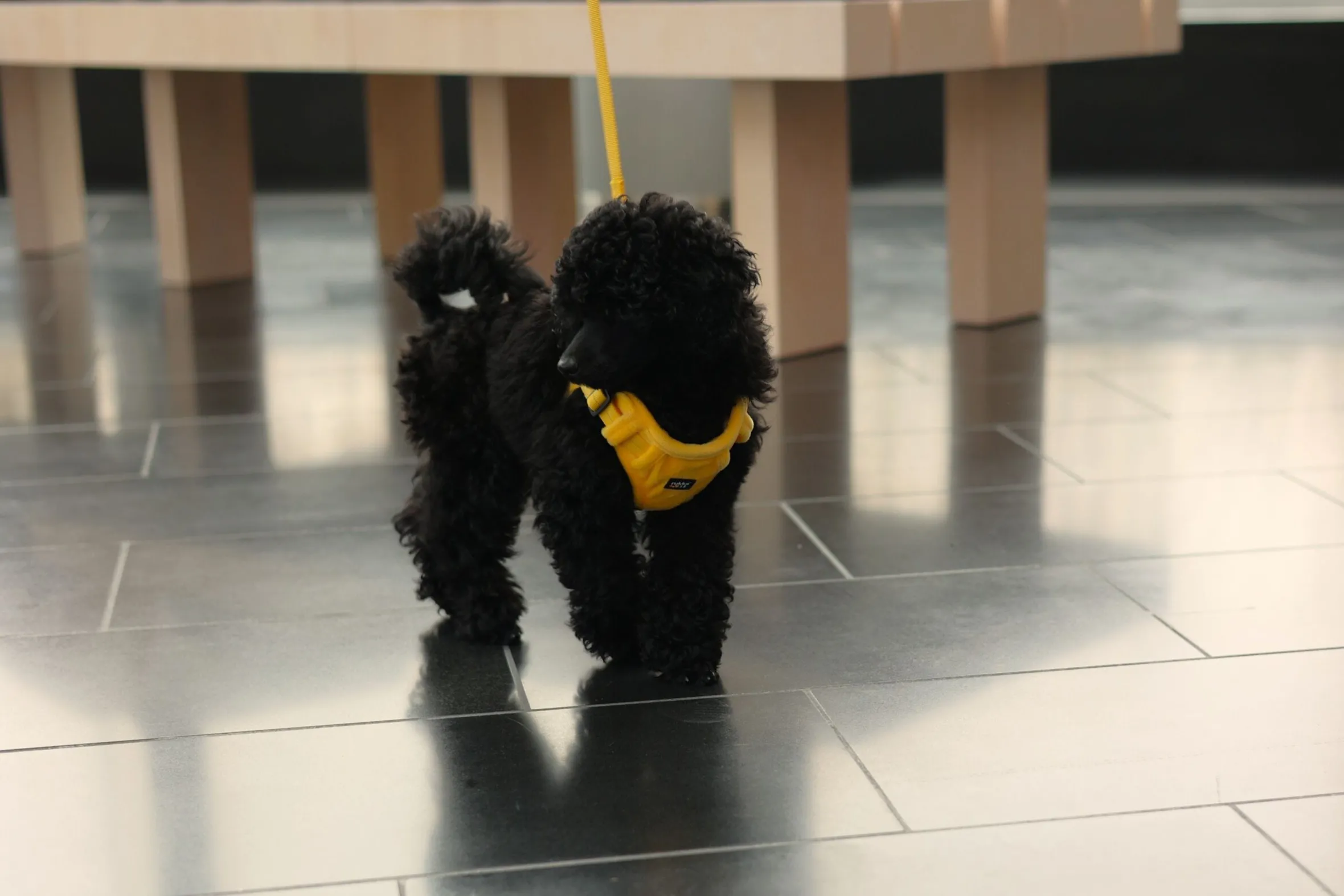 Rukka Pets Tiny Harness