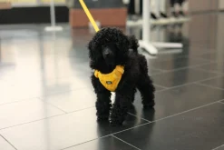 Rukka Pets Tiny Harness