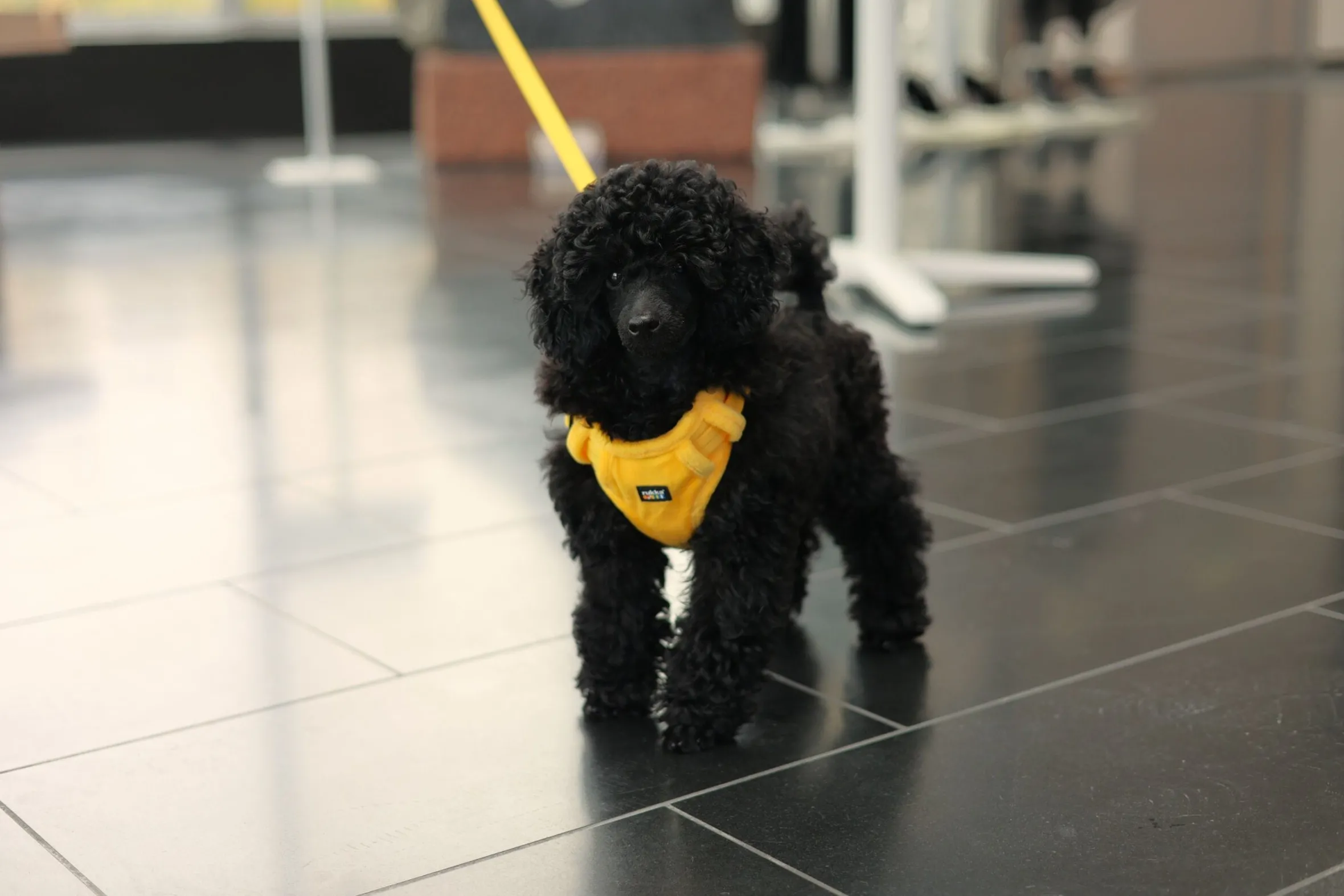 Rukka Pets Tiny Harness