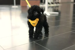 Rukka Pets Tiny Harness