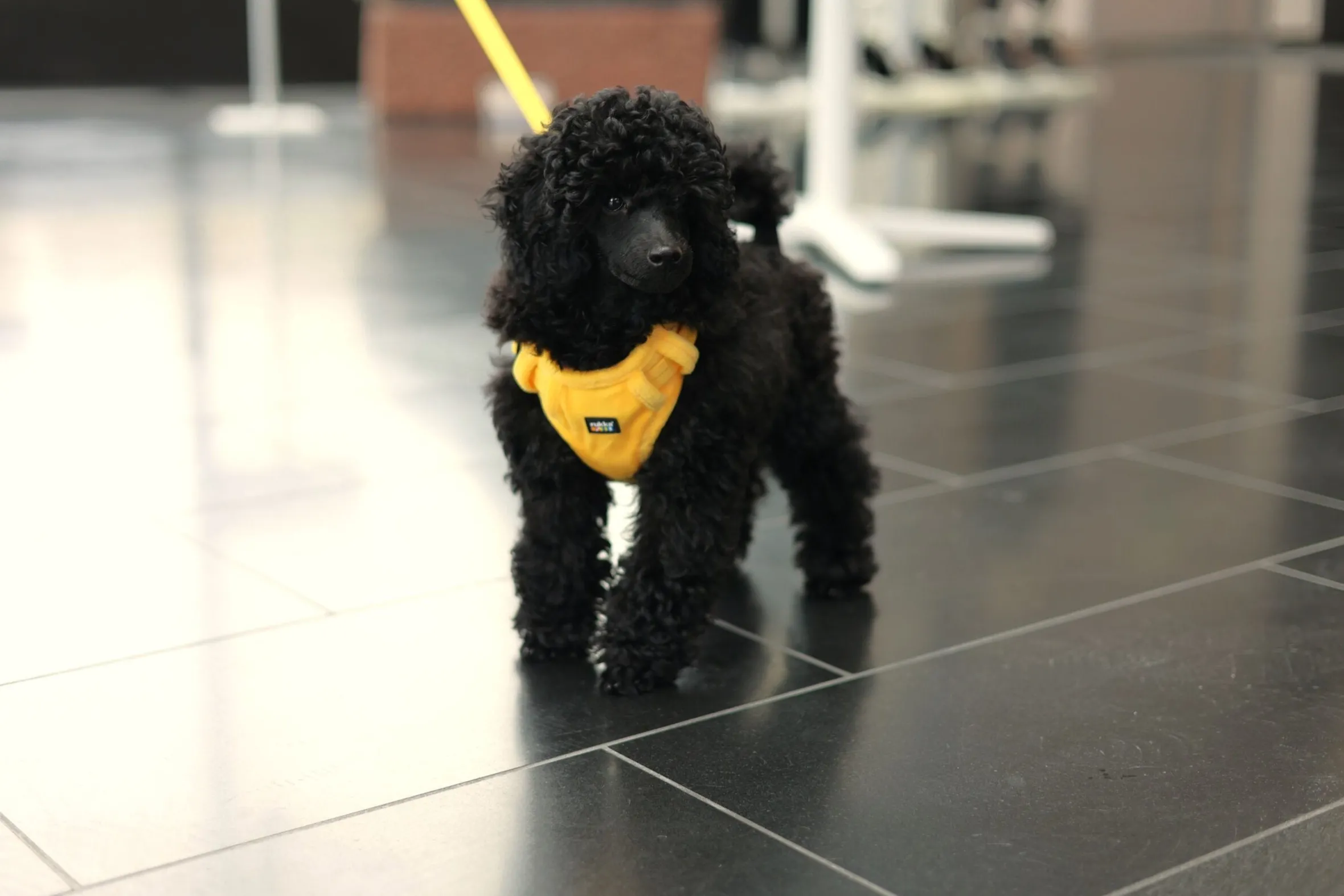 Rukka Pets Tiny Harness
