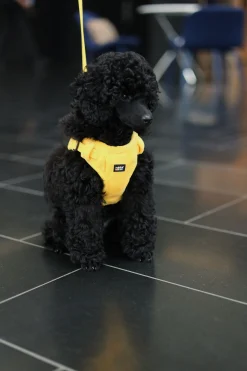 Rukka Pets Tiny Harness