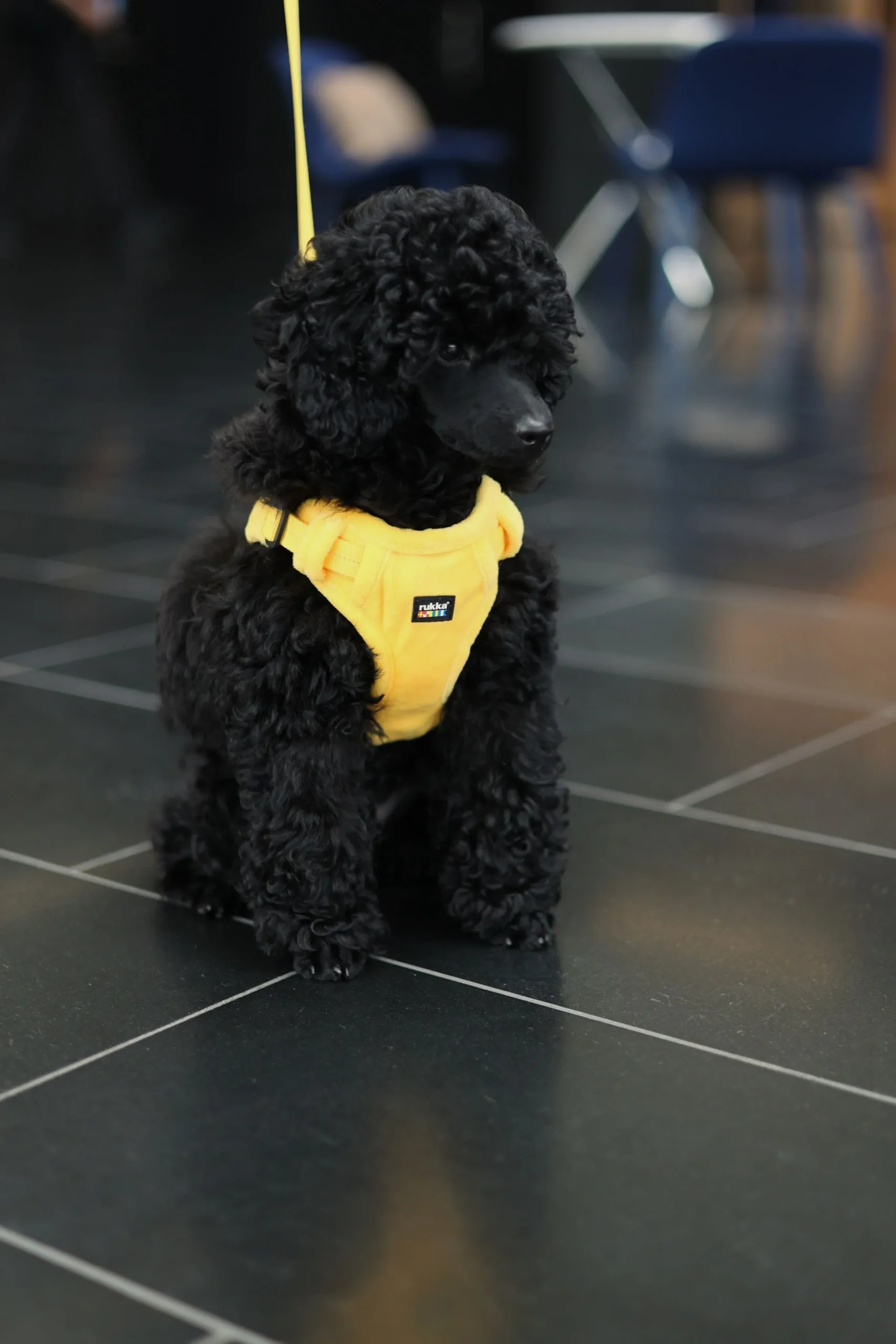 Rukka Pets Tiny Harness