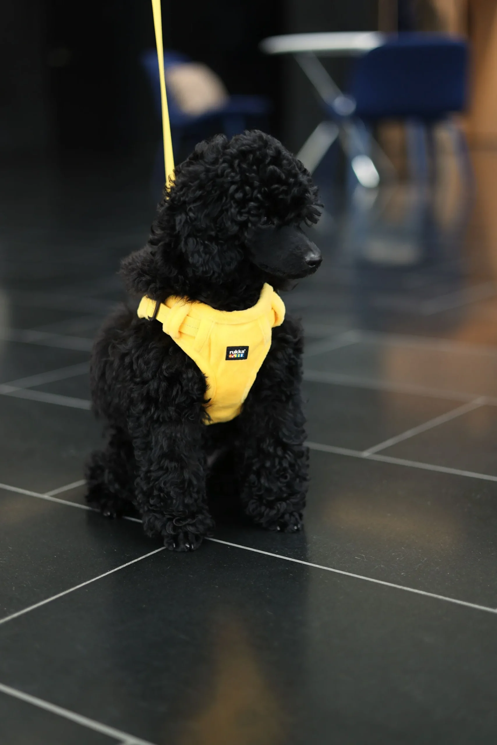 Rukka Pets Tiny Harness